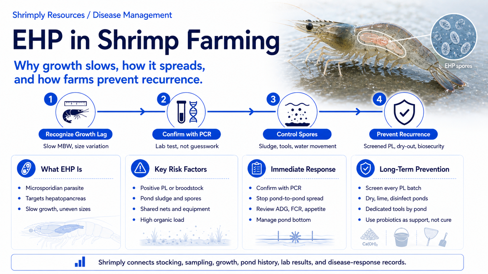 EHP shrimp farming guide showing growth lag, PCR confirmation, pond spore control, risk factors, immediate response, and long-term biosecurity prevention