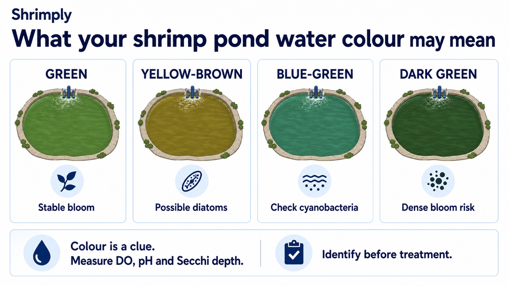 Shrimply infographic comparing green, yellow-brown, blue-green, and dark-green shrimp pond water with monitoring guidance