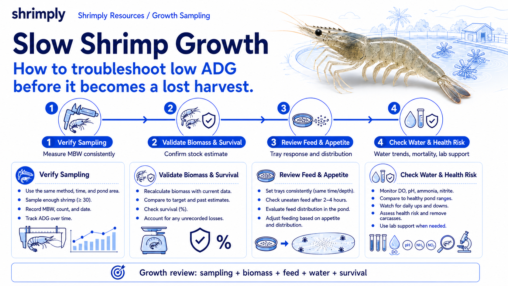 Shrimply infographic for troubleshooting slow vannamei shrimp growth using sampling, biomass and survival validation, feed-tray response, water-quality trends, and health checks