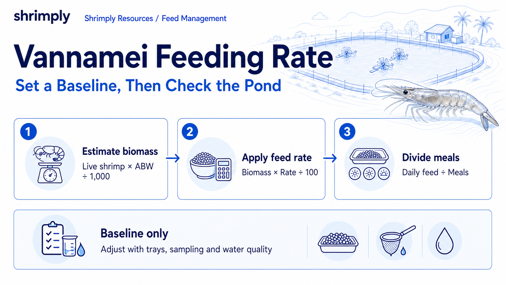 Vannamei feeding rate infographic showing how to estimate biomass, apply a feeding rate, divide the daily ration into meals, and verify the baseline with trays, sampling, and water quality