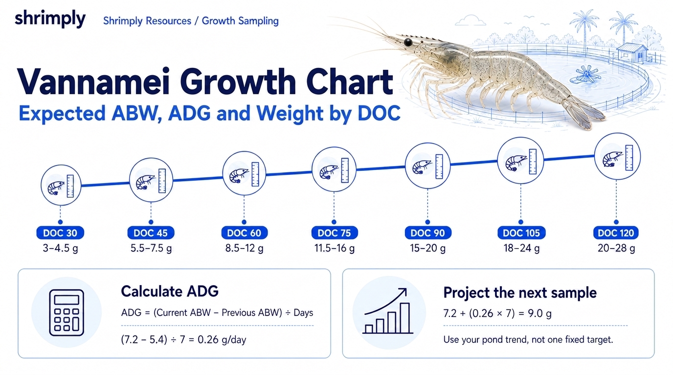 Shrimply infographic showing expected vannamei shrimp growth curve, ABW, and ADG across days of culture from DOC 30 to DOC 120