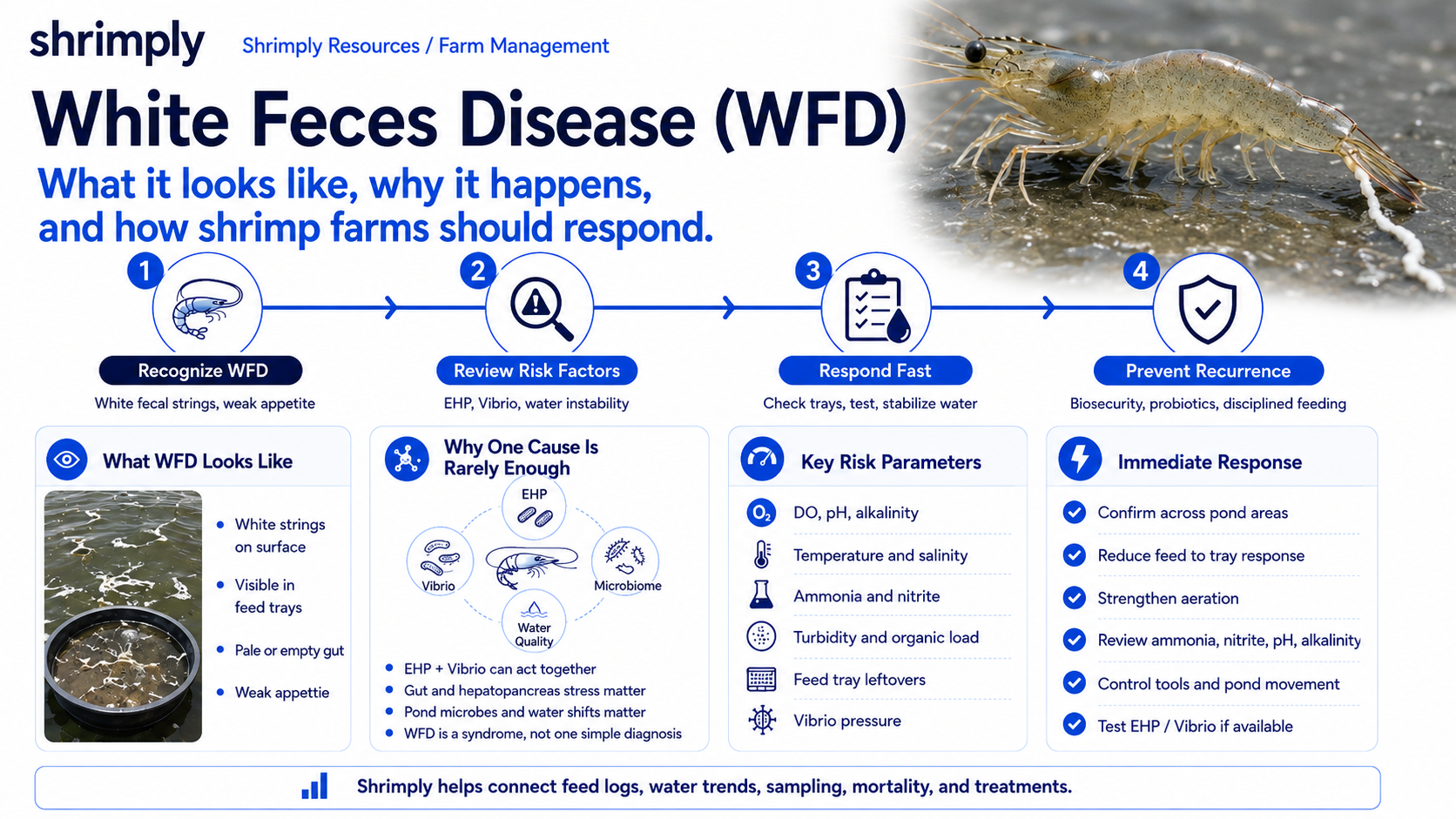 White feces disease WFD shrimp farming guide showing symptoms, EHP and Vibrio risk factors, pond water parameters, immediate response, and prevention steps