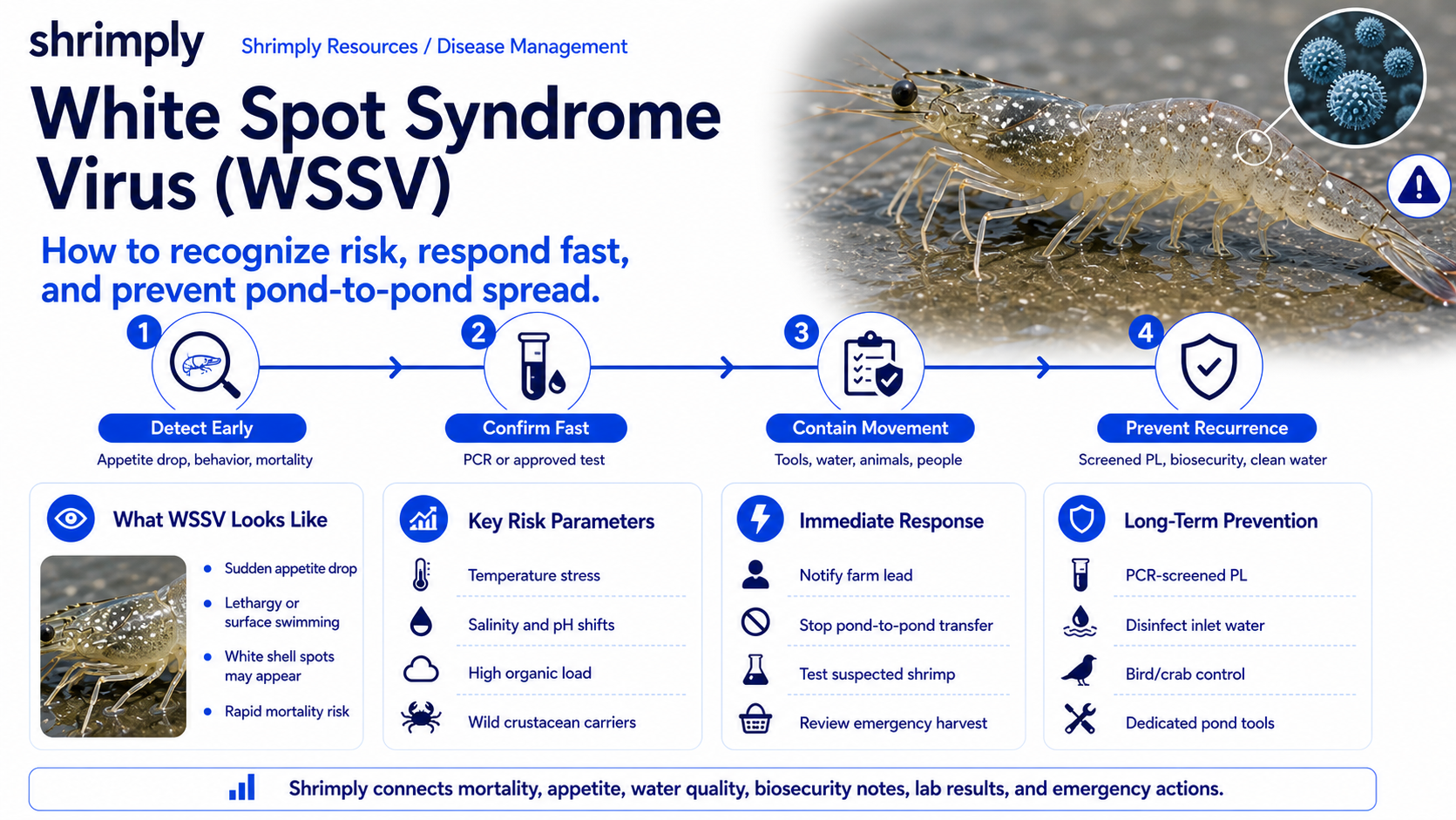 White spot syndrome virus WSSV shrimp farming guide showing early detection, PCR confirmation, pond-to-pond containment, risk parameters, and prevention steps